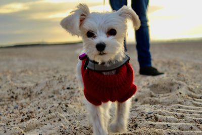 Portrait of a dog