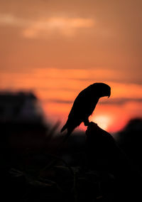 Close-up of silhouette bird on land against sunset sky
