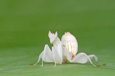 Close-up of insect on white flower