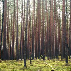 View of trees in forest