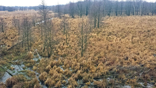Plants growing on land