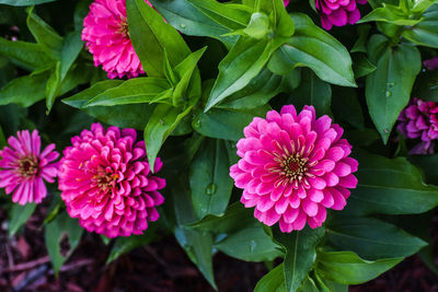 Close-up of pink flowering plant in park
