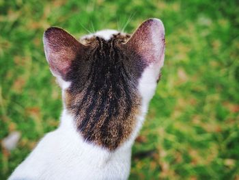 Close-up of cat on field