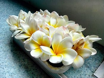 High angle view of frangipani blooming indoors