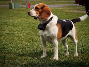 Dog looking away on field