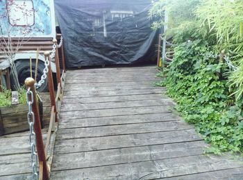 Boardwalk amidst plants