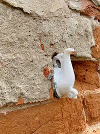 High angle view of white bird on wall