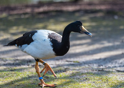 Close-up of a bird