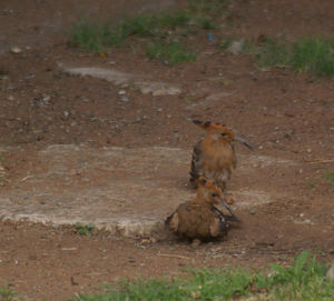 Squirrel on rock