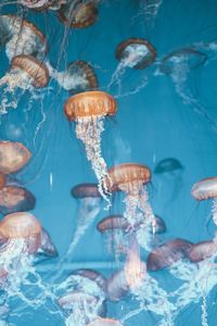 Close-up of jellyfish swimming in sea