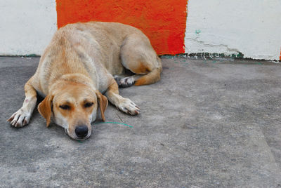 Dog sleeping on sidewalk against wall