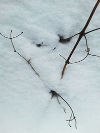 Snow covered landscape