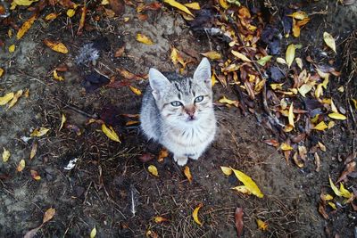 High angle portrait of a cat