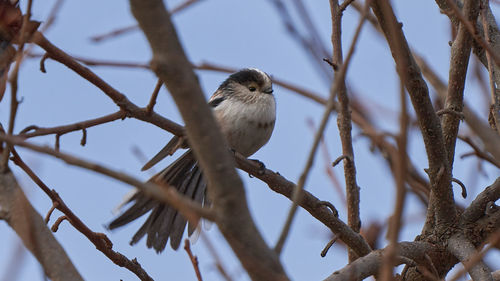 Low angle view of bird perching on branch