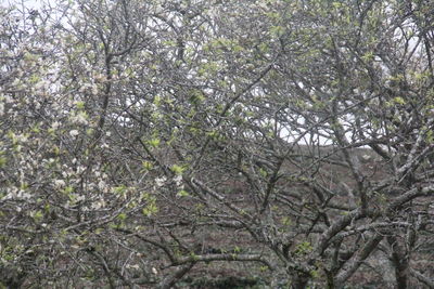 Plants growing on tree