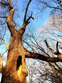 Low angle view of bare tree against sky