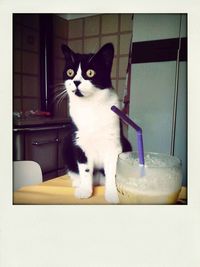 domestic cat