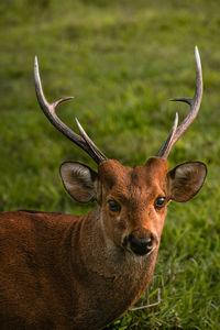 Male deer sitting and staring into the camera in kaziranga national park