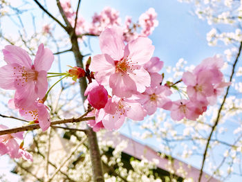 Close-up of pink cherry blossom