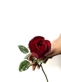 Close-up of hand holding rose against white background