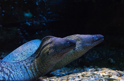 Close-up of eels swimming in sea