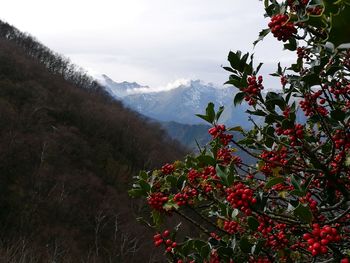 Red flowers growing on mountain against sky