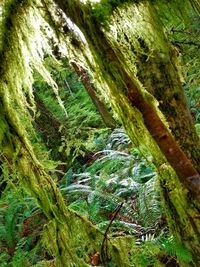 Close-up of moss growing on tree trunk in forest