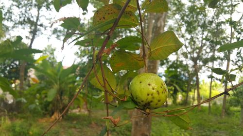 Close-up of fruits growing on tree