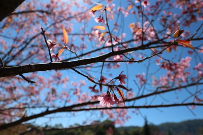 Low angle view of cherry blossoms against sky