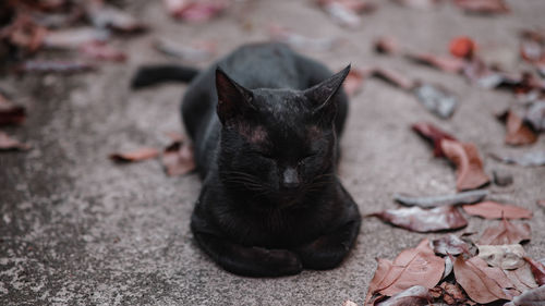 High angle view of black cat