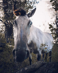 Close-up of horse on field