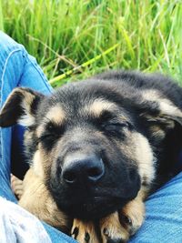 Close-up of dog sleeping on person