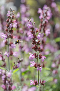 Close-up of insect on pink flowering plant