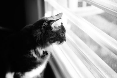 Cat looking away