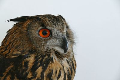 Close-up of owl against white background