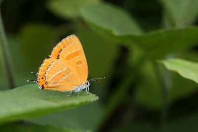 Close-up of butterfly on leaf