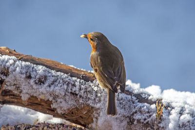 Close-up of bird perching on snow