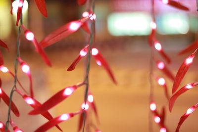Close-up of illuminated christmas lights
