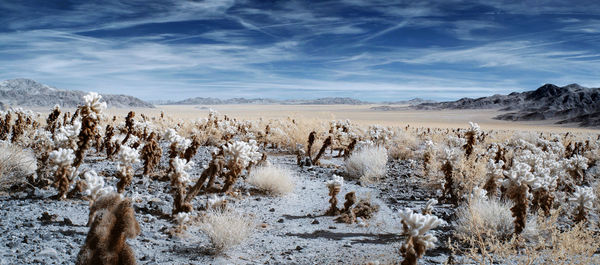 Scenic view of landscape against sky during winter