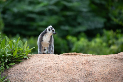 Squirrel standing on rock