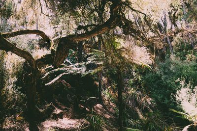 Low angle view of trees in forest