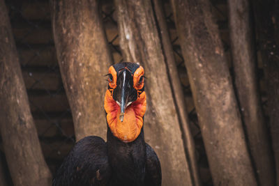 Close-up of bird