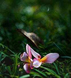 Close-up of pink flowering plant on field