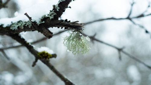 Close-up of snow on twig against blurred background