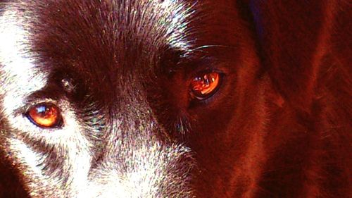 Close-up portrait of dog