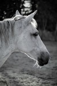 Close-up of horse on field