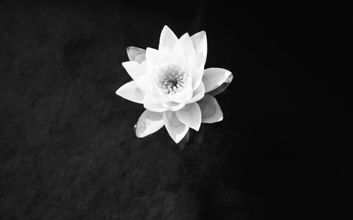 Close-up of white rose against black background