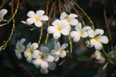 Close-up of white flowering plants