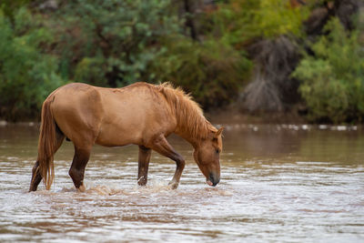 Horse standing in a lake