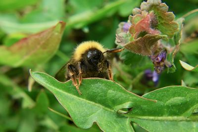 Close-up of honey bee pollinating on flower